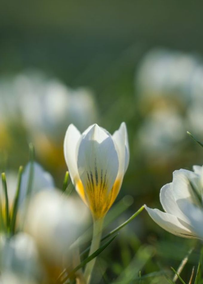 Весенний мастер-класс